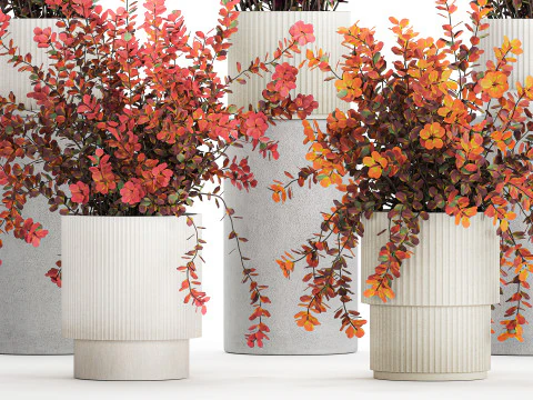 Collection plants garden landscape design Barberry pots 1490 3D Model