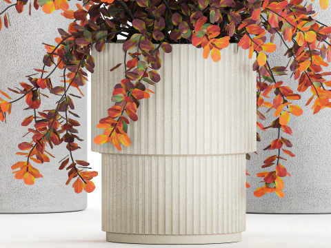 Collection plants garden landscape design Barberry pots 1490 3D Model