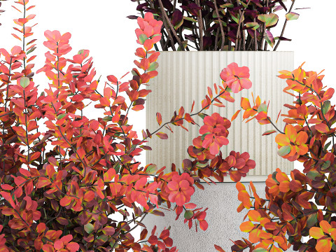 Sammlung Pflanzen Garten Landschaftsgestaltung Berberitzentöpfe 1490 3D Modell