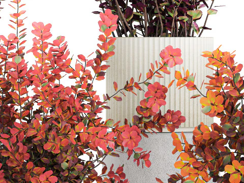 Collection plants garden landscape design Barberry pots 1490 3D Model