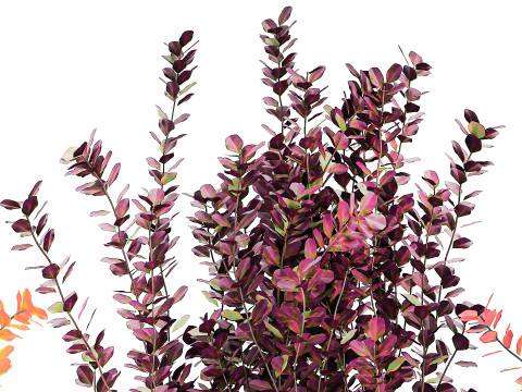 Sammlung Pflanzen Garten Landschaftsgestaltung Berberitzentöpfe 1490 3D Modell