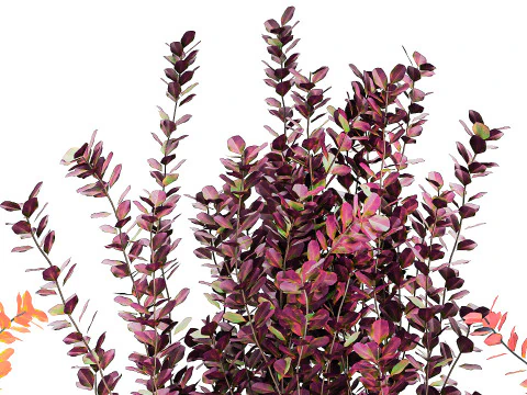 Collection plants garden landscape design Barberry pots 1490 3D Model