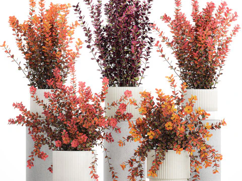 Collection plants garden landscape design Barberry pots 1490 3D Model