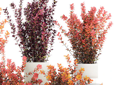 Collection plants garden landscape design Barberry pots 1490 3D Model