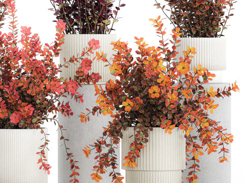 Collection plants garden landscape design Barberry pots 1490 3D Model