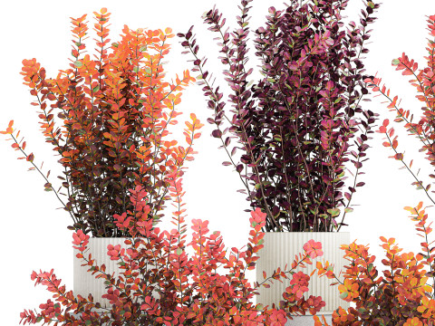 Sammlung Pflanzen Garten Landschaftsgestaltung Berberitzentöpfe 1490 3D Modell