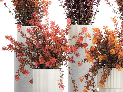 Collection plants garden landscape design Barberry pots 1490 3D Model