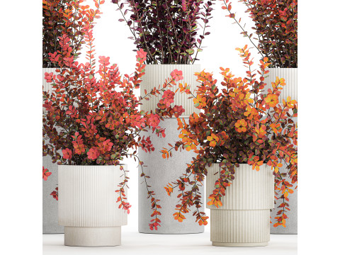 Sammlung Pflanzen Garten Landschaftsgestaltung Berberitzentöpfe 1490 3D Modell