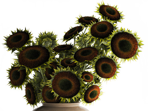 Buquê verde preto jovem girassol flores decoração de vaso 679 Modelo 3D