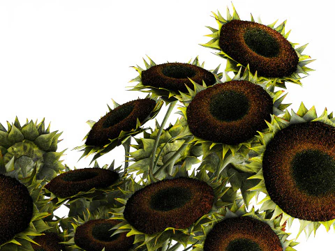 Buqu&ecirc; verde preto jovem girassol flores decora&ccedil;&atilde;o de vaso 679 Modelo 3D