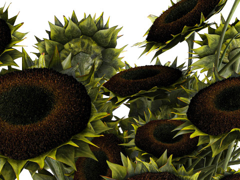 Buquê verde preto jovem girassol flores decoração de vaso 679 Modelo 3D