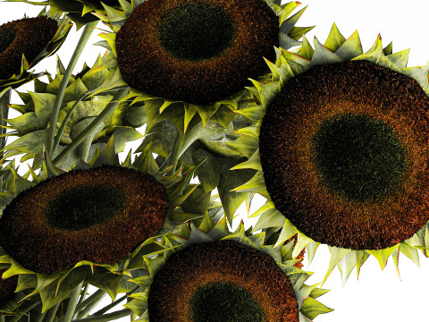 Buquê verde preto jovem girassol flores decoração de vaso 679 Modelo 3D