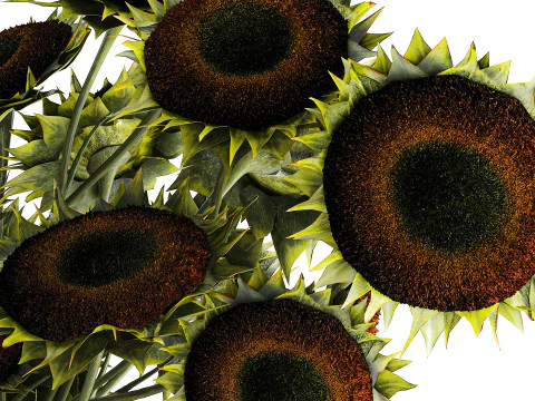 Buqu&ecirc; verde preto jovem girassol flores decora&ccedil;&atilde;o de vaso 679 Modelo 3D