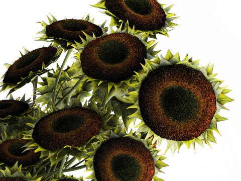 Buqu&ecirc; verde preto jovem girassol flores decora&ccedil;&atilde;o de vaso 679 Modelo 3D