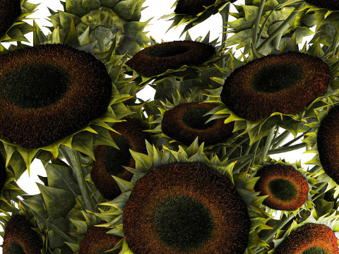 Buquê verde preto jovem girassol flores decoração de vaso 679 Modelo 3D