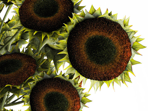 Buquê verde preto jovem girassol flores decoração de vaso 679 Modelo 3D