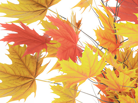 Autumn bouquet branches maple sycamore leaves decor vase 3D Model