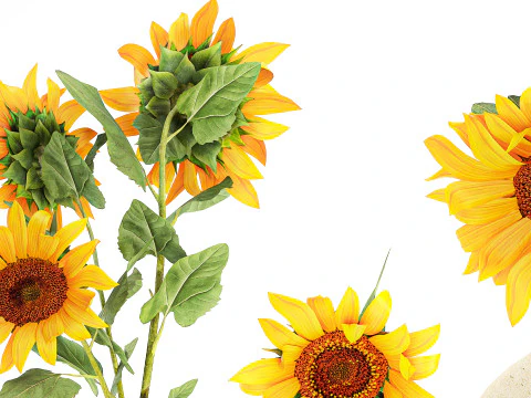 Collection realistic wildflower bouquets sunflower vase decor 3D Model