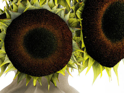 Buqu&ecirc; realista verde preto girassol flores vaso decora&ccedil;&atilde;o Modelo 3D