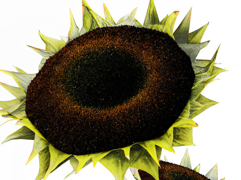 Realistic bouquet green black sunflower flowers vase decor 3D Model