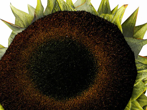 Buqu&ecirc; realista verde preto girassol flores vaso decora&ccedil;&atilde;o Modelo 3D