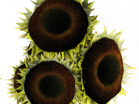 Realistic bouquet green black sunflower flowers vase decor 3D Model