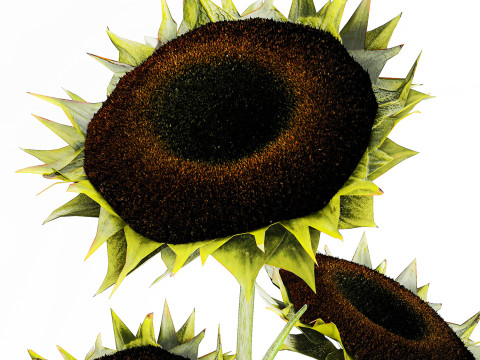 Realistic bouquet green black sunflower flowers vase decor 3D Model