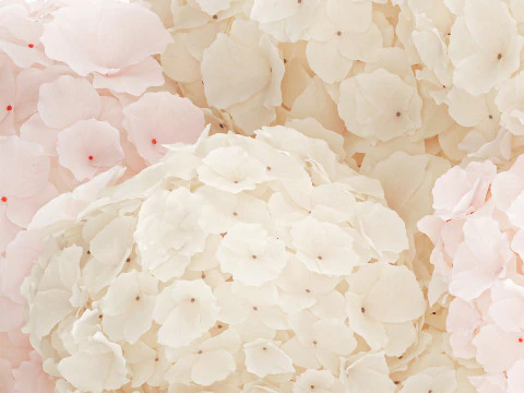 Bouquet pink flowers white hydrangea modern vase decor 3D Model