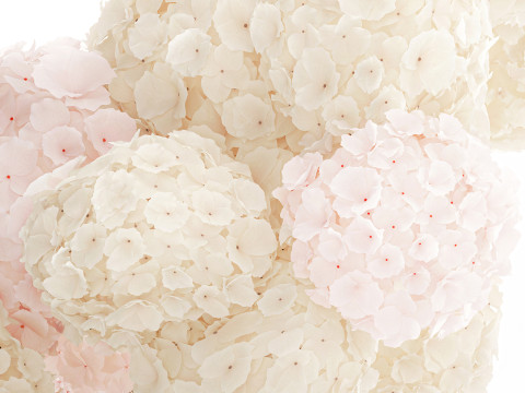 गुलदस्ता गुलाबी फूल सफेद हाइड्रेंजिया आधुनिक फूलदान सजावट 3D मॉडल