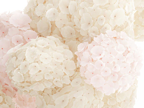 Bouquet pink flowers white hydrangea modern vase decor 3D Model