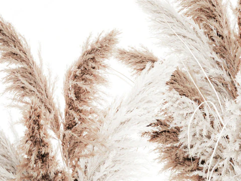 Bouquet di fiori secchi cortaderia pampas erba decorazione vaso Modello 3D