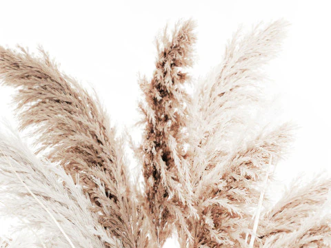 Bouquet di fiori secchi cortaderia pampas erba decorazione vaso Modello 3D