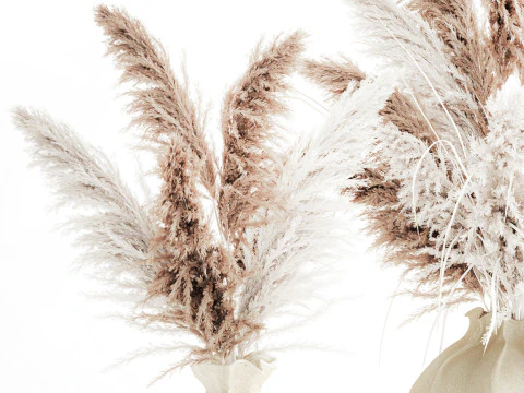 Bouquet di fiori secchi cortaderia pampas erba decorazione vaso Modello 3D