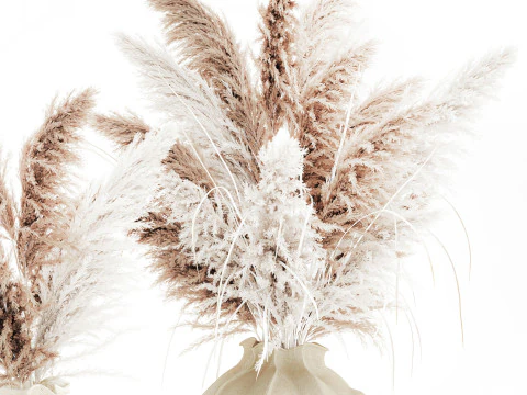 Bouquet di fiori secchi cortaderia pampas erba decorazione vaso Modello 3D