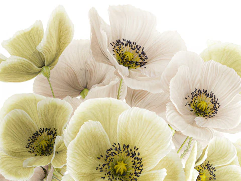 Buqu&ecirc; de flores silvestres vaso de cer&acirc;mica de papoula islandesa Modelo 3D