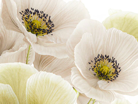 Buqu&ecirc; de flores silvestres vaso de cer&acirc;mica de papoula islandesa Modelo 3D