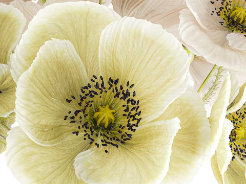 Buqu&ecirc; de flores silvestres vaso de cer&acirc;mica de papoula islandesa Modelo 3D