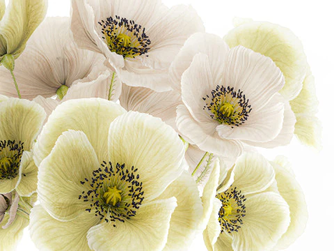 Buqu&ecirc; de flores silvestres vaso de cer&acirc;mica de papoula islandesa Modelo 3D