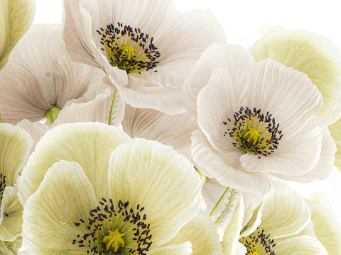 Buqu&ecirc; de flores silvestres vaso de cer&acirc;mica de papoula islandesa Modelo 3D