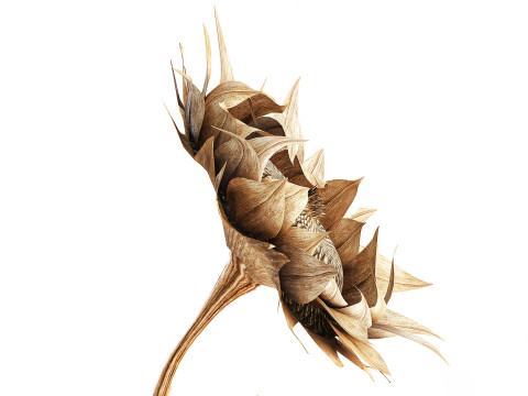 Bouquet dried flower branches sunflower vase decor new 3D Model