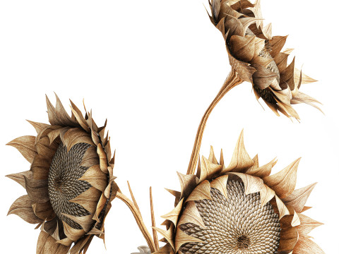 Bouquet dried flower branches sunflower vase decor new 3D Model