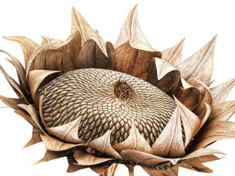 Boeket gedroogde bloementakken zonnebloemvaas decorset 3D Model