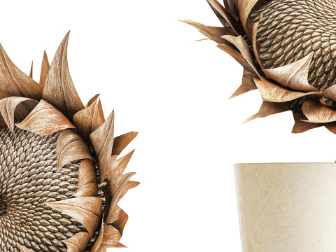 Boeket gedroogde bloementakken zonnebloemvaas decorset 3D Model