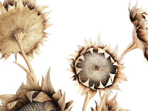 Bouquet di fiori secchi rami di girasole arredamento vaso nuovo Modello 3D