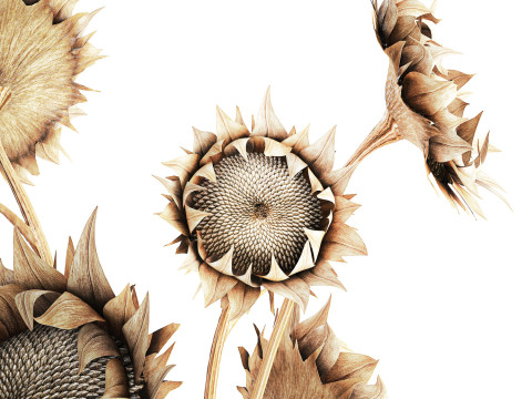 Bouquet di fiori secchi rami di girasole arredamento vaso nuovo Modello 3D