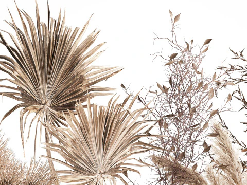 Cole&ccedil;&atilde;o de buqu&ecirc;s de flores secas conjunto de vasos de galhos de pampas Modelo 3D