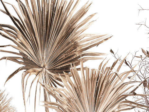 コレクションドライフラワーブーケススキの枝花瓶セット 3Dモデル