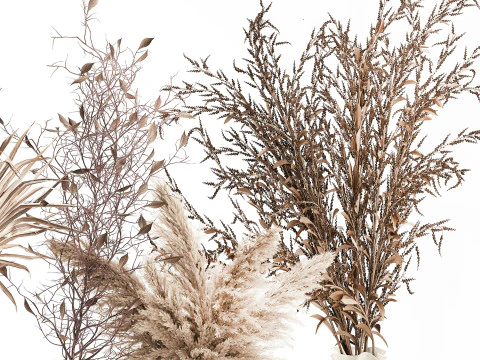 Cole&ccedil;&atilde;o de buqu&ecirc;s de flores secas conjunto de vasos de galhos de pampas Modelo 3D