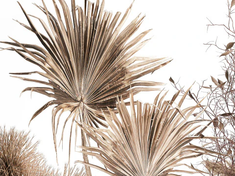 Cole&ccedil;&atilde;o de buqu&ecirc;s de flores secas conjunto de vasos de galhos de pampas Modelo 3D