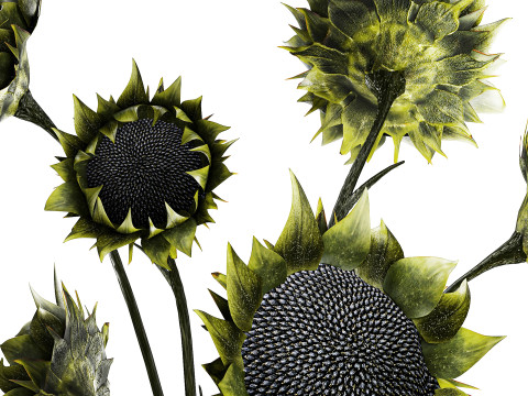 Bouquet green black sunflower flowers modern vase decor 3D Model